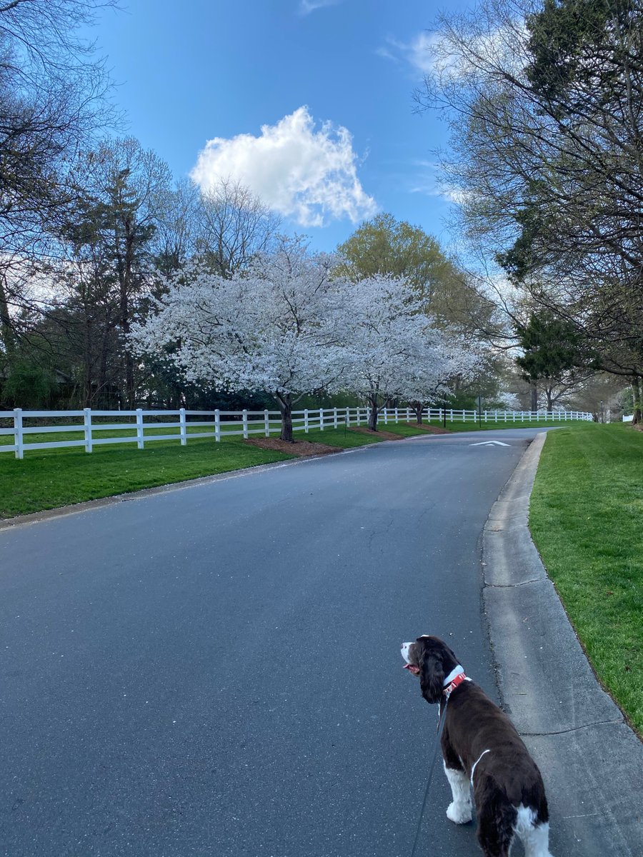 BradCrotts's tweet photo. WFH is an opportunity to leverage spring in full bloom! https://t.co/Uxn4HEDZqO