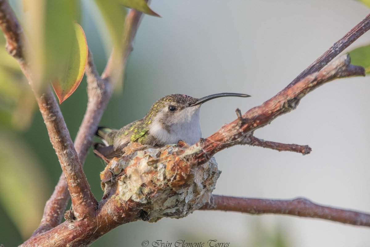 IvanClementeTo1's tweet photo. Desgraciadamente en Enero de éste año volví para ver si todavía estaba y ya habían cortado el árbol😅 ojalá haya sobrevivido.

Colibrí Tijereta Mexicano/ Doricha eliza/ Mexican Sheartail.
Celestún, Yucatán, México.
#QuedateEnTuNidito https://t.co/kNcmVT3BwY
