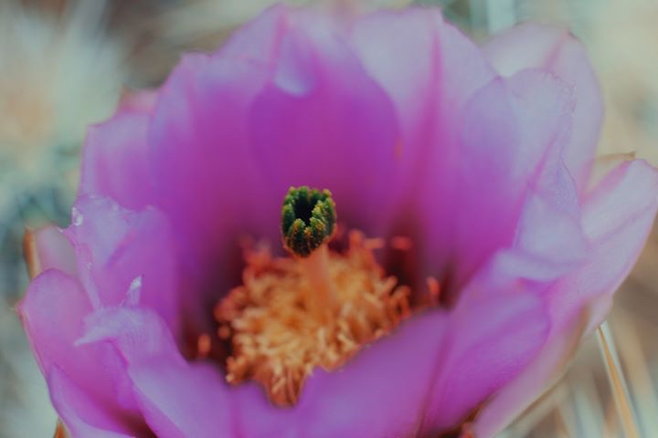 If you are stressed, take a moment to appreciate #nature, the greatest #healer. Even in the harshest of desert conditions, cactus flowers can bloom! 🌺