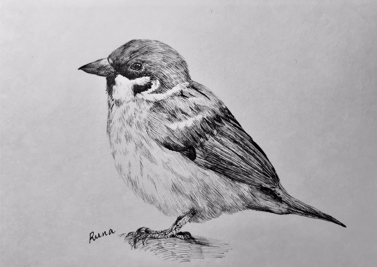 ルーナ Auf Twitter スズメ ペン画 一日一絵 絵描きさんと繋がりたい ルーナ Auf Twitter スズメ ペン画 一日一絵 絵描きさんと繋がりたい
