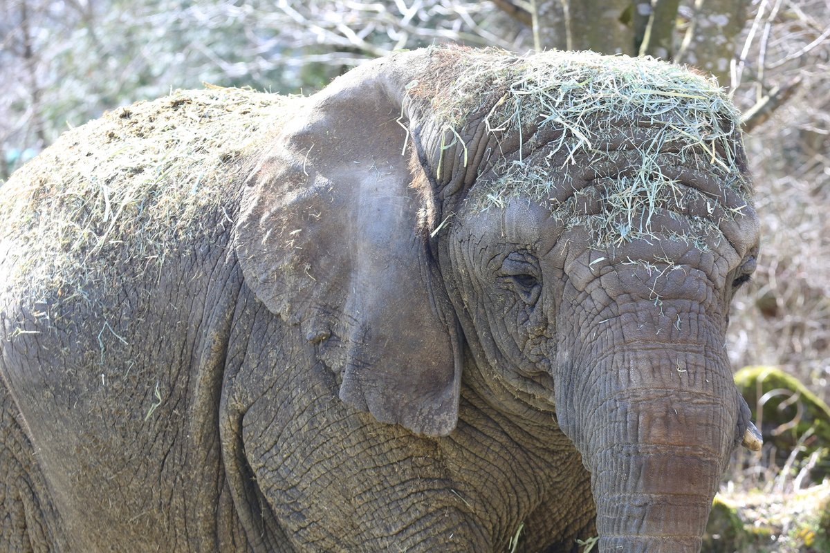 富士サファリパーク公式 בטוויטר 頭や背に たっぷりの草や土が これは 仮装しているわけではなく 日光や虫から皮膚を守っているのです 春は紫外線が強いことを知っている アフリカゾウ 富士サファリパーク T Co Dnsm9vck0e 富士サファリパーク公式 בטוויטר 頭や背に たっぷりの草や土が これは 仮装しているわけではなく 日光や虫から皮膚を守っているのです 春は紫外線が強いことを知っている アフリカゾウ 富士サファリパーク T Co Dnsm9vck0e