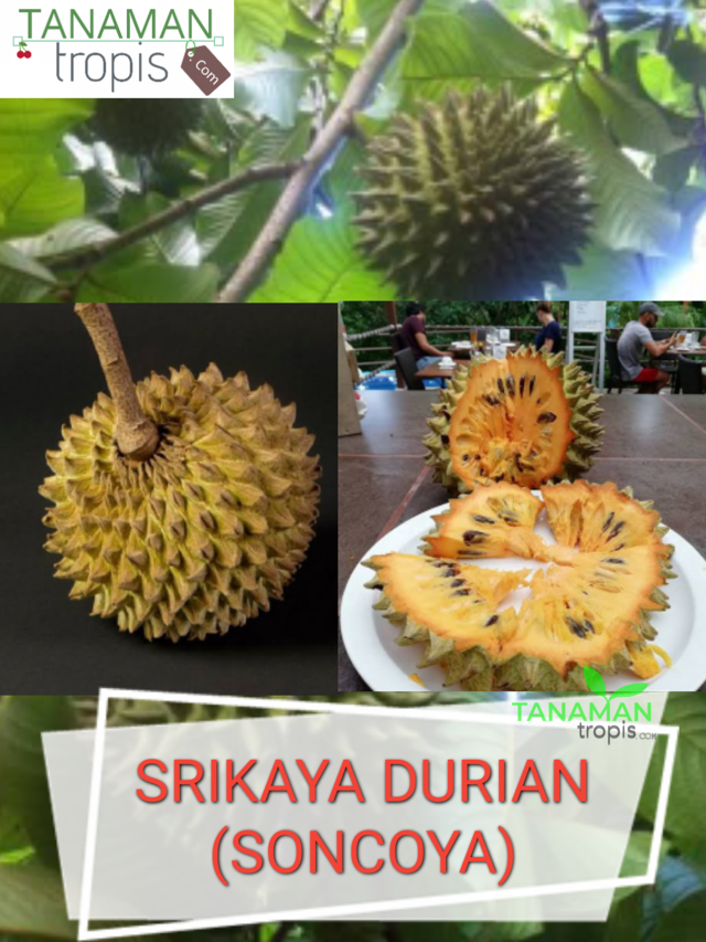 tanamantropis's tweet photo. https://t.co/duyOPSHdly
Untuk Pembelian bibit yang berkualitas bisa hubungi nomor customer service kami :
Telp / SMS / WA : 0857-4385-2768

Jual Bibit Tanaman Buah Srikaya Durian / soncoya – Buah Srikaya dengan Bentuk Durian

#srikayadurian #soncoya #buahsoncoya #bibitsrikaya https://t.co/9TT370tuVx