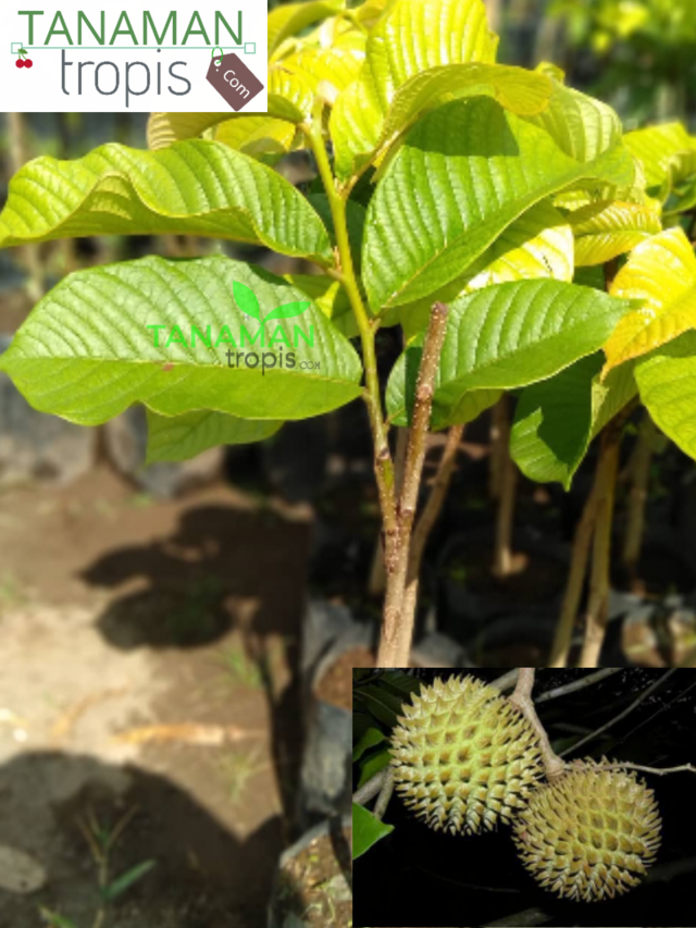 tanamantropis's tweet photo. https://t.co/duyOPSHdly
Untuk Pembelian bibit yang berkualitas bisa hubungi nomor customer service kami :
Telp / SMS / WA : 0857-4385-2768

Jual Bibit Tanaman Buah Srikaya Durian / soncoya – Buah Srikaya dengan Bentuk Durian

#srikayadurian #soncoya #buahsoncoya #bibitsrikaya https://t.co/9TT370tuVx
