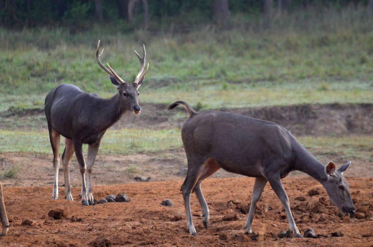 Wild Orissa (@orissawild) on Twitter photo #Similipal #Sambar at #saltlick One of India's first #TigerReserve will complete #50 years in 2 years time!! 360 #bird species! Time to celebrate & consolidate!
<a href="/BirdLife_News/">BirdLife International</a>
<a href="/CITES/">CITES</a>
<a href="/UNEP_AsiaPac/">UN Environment Programme Asia Pacific</a>
<a href="/moefcc/">MoEF&CC</a>
<a href="/Avibase/">Avibase (Denis Lepage)</a>
Need large #ESZ Eco Sensitive Zone #Similipal #Sambar at #saltlick One of India's first #TigerReserve will complete #50 years in 2 years time!! 360 #bird species! Time to celebrate & consolidate!
<a href="/BirdLife_News/">BirdLife International</a>
<a href="/CITES/">CITES</a>
<a href="/UNEP_AsiaPac/">UN Environment Programme Asia Pacific</a>
<a href="/moefcc/">MoEF&CC</a>
<a href="/Avibase/">Avibase (Denis Lepage)</a>
Need large #ESZ Eco Sensitive Zone