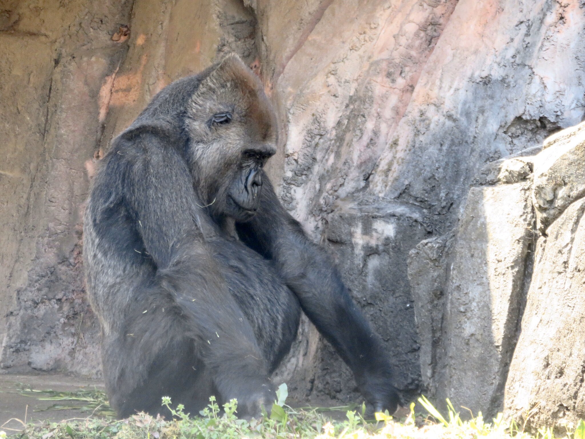 Twitter 上的 千葉市動物公園 公式 ゴリラさん何してるの という会話がよく聞こえてきますが ローラ が地面をイジイジしてる時 それは虫を探しています ローラにとって虫はお友達 食べたりしません 暖かくなってお友達もたくさん見つかる季節になってきました Twitter 上的 千葉市動物公園 公式 ゴリラさん何してるの という会話がよく聞こえてきますが ローラ が地面をイジイジしてる時 それは虫を探しています ローラにとって虫はお友達 食べたりしません 暖かくなってお友達もたくさん見つかる季節になってきました