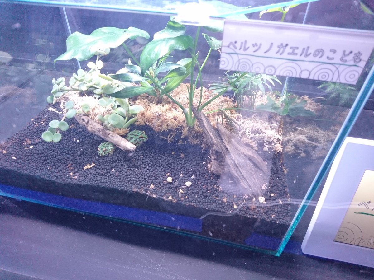 Ishida Manabu クマノミの展示水槽のイソギンチャクとソフトコーラルが立派です そして カエルのこどもは おたまじゃくしじゃないの という疑問が うみたまご Ishida Manabu クマノミの展示水槽のイソギンチャクとソフトコーラルが立派です そして カエルのこどもは おたまじゃくしじゃないの という疑問が うみたまご