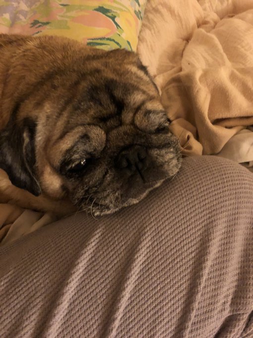 She has been mad at me. I haven&rsquo;t been myself for awhile and could give her all the attention she deserves<a href="/tag/meme"class="tags"><span>#meme</span></a><a href="/tag/salty"class="tags"><span>#salty</span></a><a href="/tag/2020worstyear"class="tags"><span>#2020worstyear</span></a>