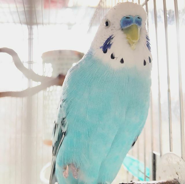 suzitoriji's tweet photo. あんよシュポ🐟
#あお #いんこすたぐらむ #セキセイインコ #ふわもこ部 #budgerigar #budgerigarlover #budgerigarsofinstagram #parakeet #bird #birds #鯖男 #official鯖男dism https://t.co/n1vqayXBw0 https://t.co/Knwk7UY3zn
