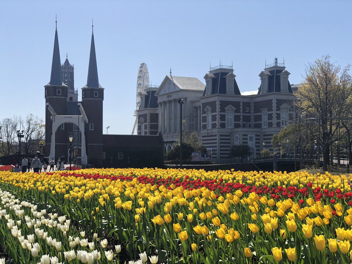 花の子まこと 横浜 昨日ハウステンボス行ってきました チューリップはまさに見頃 行くなら今ですよ ハウステンボス 長崎 チューリップ