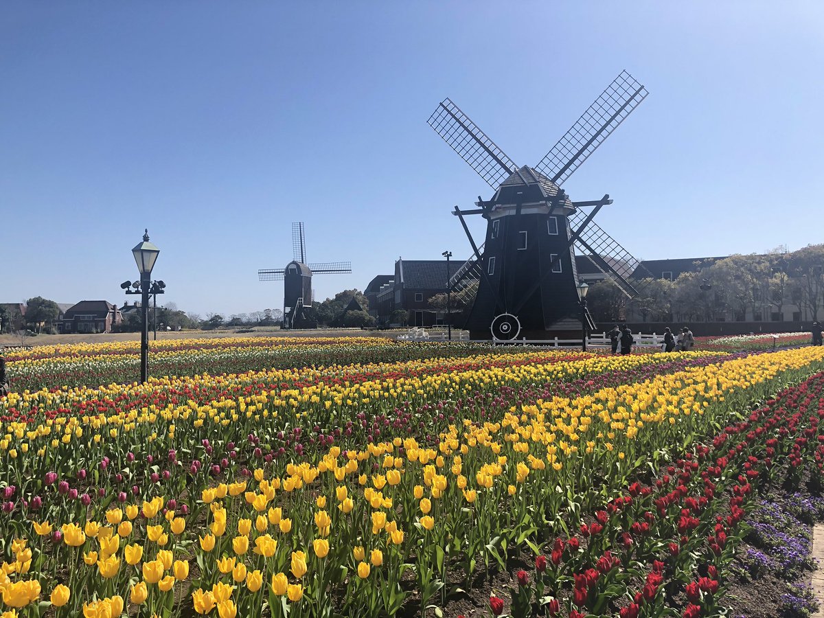 花の子まこと 横浜 昨日ハウステンボス行ってきました チューリップはまさに見頃 行くなら今ですよ ハウステンボス 長崎 チューリップ