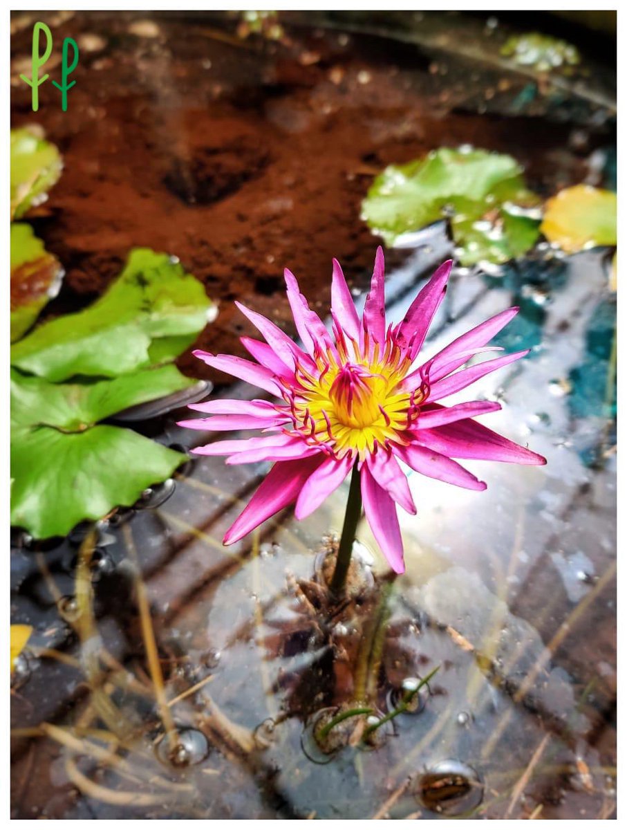PlantTweeple's tweet photo. You want to grow #WaterLilies in your apartment? Get in touch with #PlantPeople to create the right aquatic space for you. https://t.co/WnWCN4x9HT