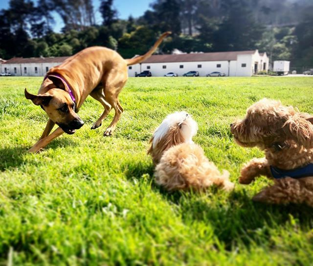 We often catch Penny trying to get in on the littles’ play...here with Charlie & Kelsier! . . #rhodesianridgeback #havanese #daisydog #bigdoglittledog #letsplay #joinme #dogsofsanfrancisco #letsdothis ift.tt/33LpOql