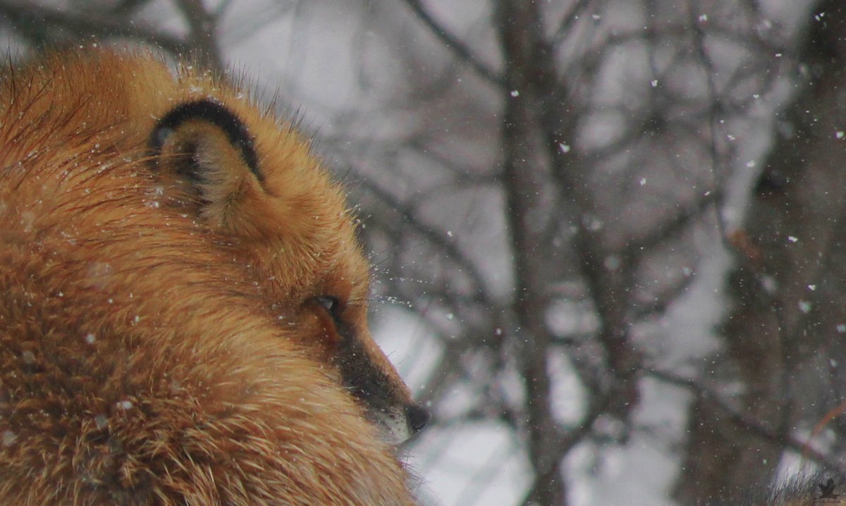 hourlyfoxes's tweet photo. HourlyFoxes presents: https://t.co/GTr9XejJjn