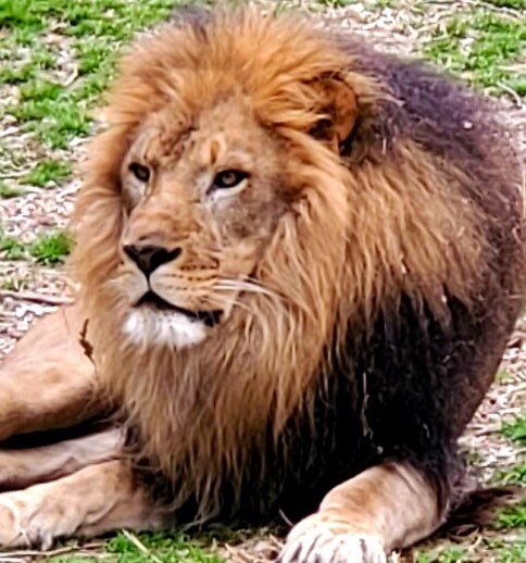 JimBreheny's tweet photo. One of our lions  ⁦@BronxZoo⁩  Beautiful day &amp; in the 70’s today Our animals are totally unaware of COVID-19 Our dedicated staff continue to provide excellent care 24/7 to the animals in all 5 of our parks while navigating through the challenges we are experiencing. https://t.co/F20oR6hsGa