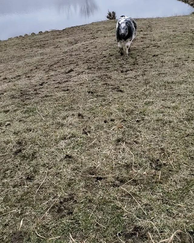 TarrasTails's tweet photo. The babies are out in a big pasture now, so they are not always easy to find. 
#belgianbluecalf #belgianblue #belgianblueheifer #calf #calves #farmlife #cows #cattlefarm https://t.co/x2FqdfOUbv https://t.co/uOY7YOJTBq
