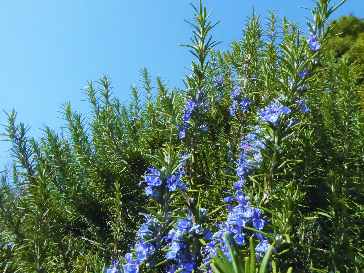 水戸市植物公園 Pa Twitter 続いてご紹介するのは青い花特集ということで ローズマリー 左 ヒメツルニチニチソウ 右上 プルモナリア 右下 です 青空の下で良く映えますね ローズマリーはハーブガーデン ヒメツルニチニチソウはテラスガーデン