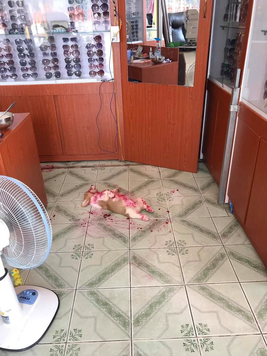 真っ赤に染まって仰向けになる子犬..それはあま～い結果だった