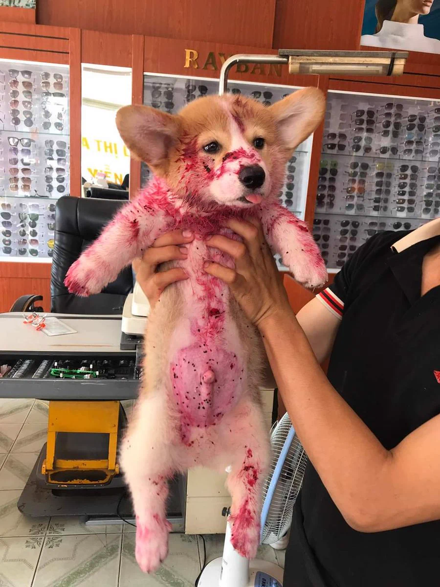 真っ赤に染まって仰向けになる子犬..それはあま～い結果だった