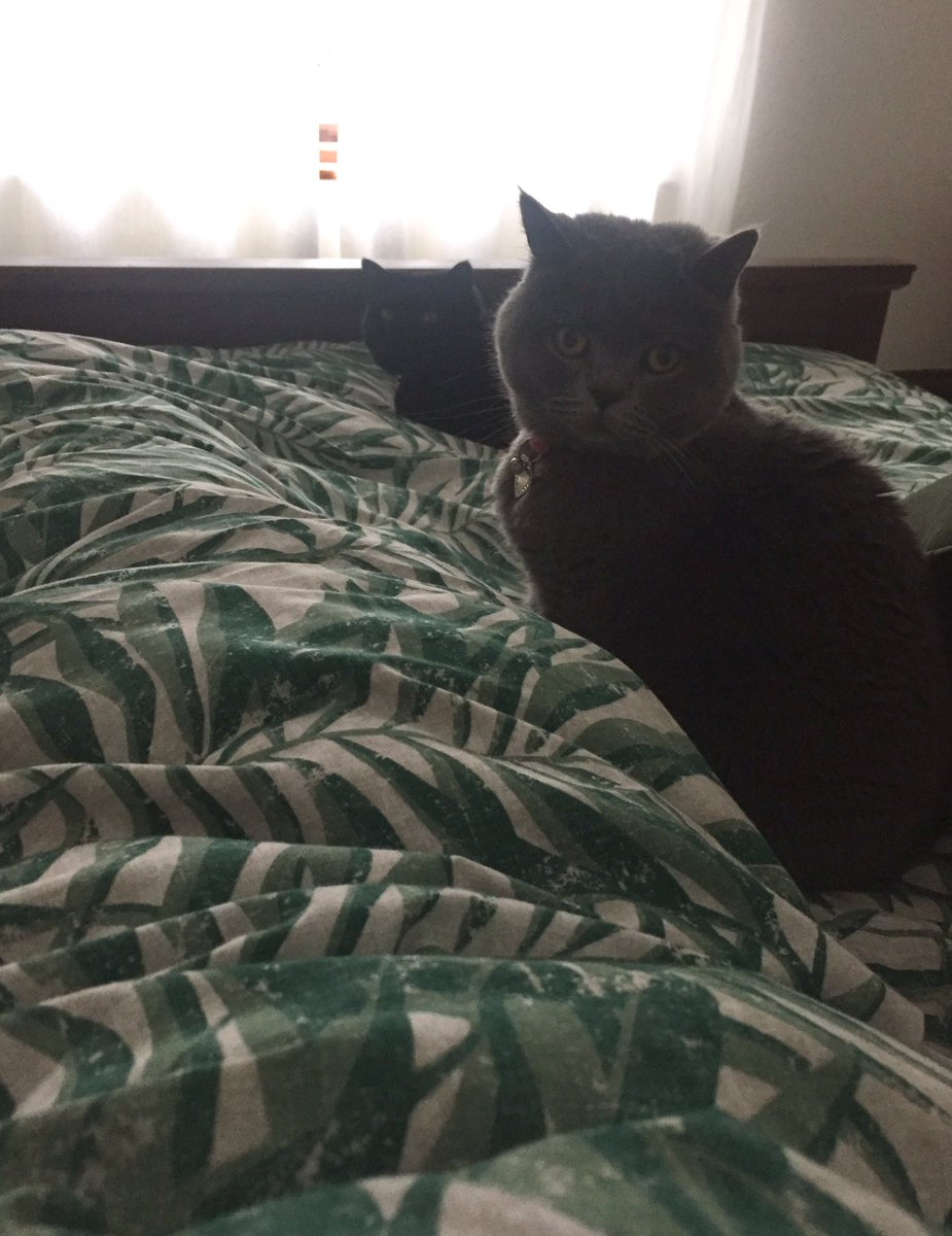 3 to the bed 😻😻😍
#Caturday #catlife #CatsOfTwitter #SaturdayMorning 🐾❤️🐾