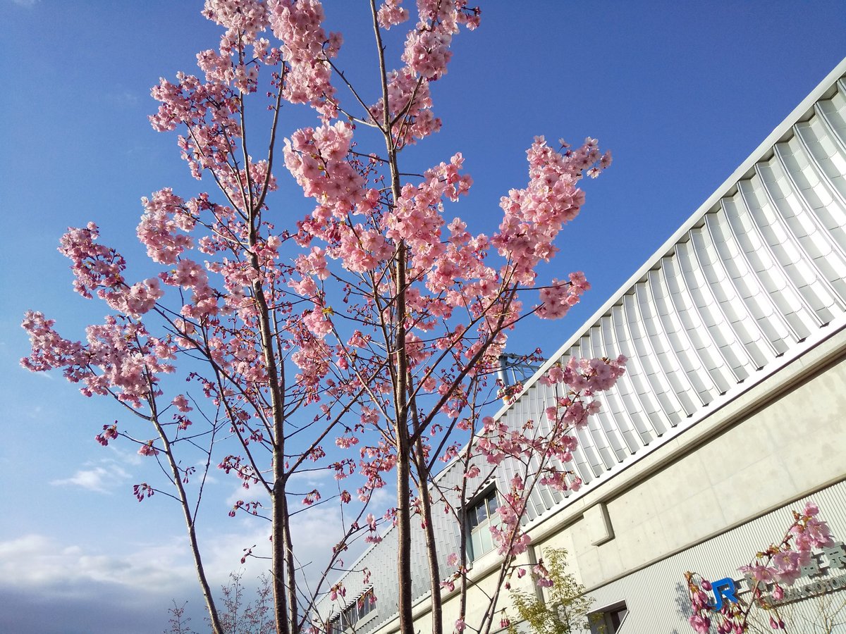 ひとみ على تويتر 梅小路京都西駅な桜 京都 京都市 梅小路京都西駅 梅小路京都西 嵯峨野線 梅小路公園 桜 花 駅 ひとみ على تويتر 梅小路京都西駅な桜 京都 京都市 梅小路京都西駅 梅小路京都西 嵯峨野線 梅小路公園 桜 花 駅