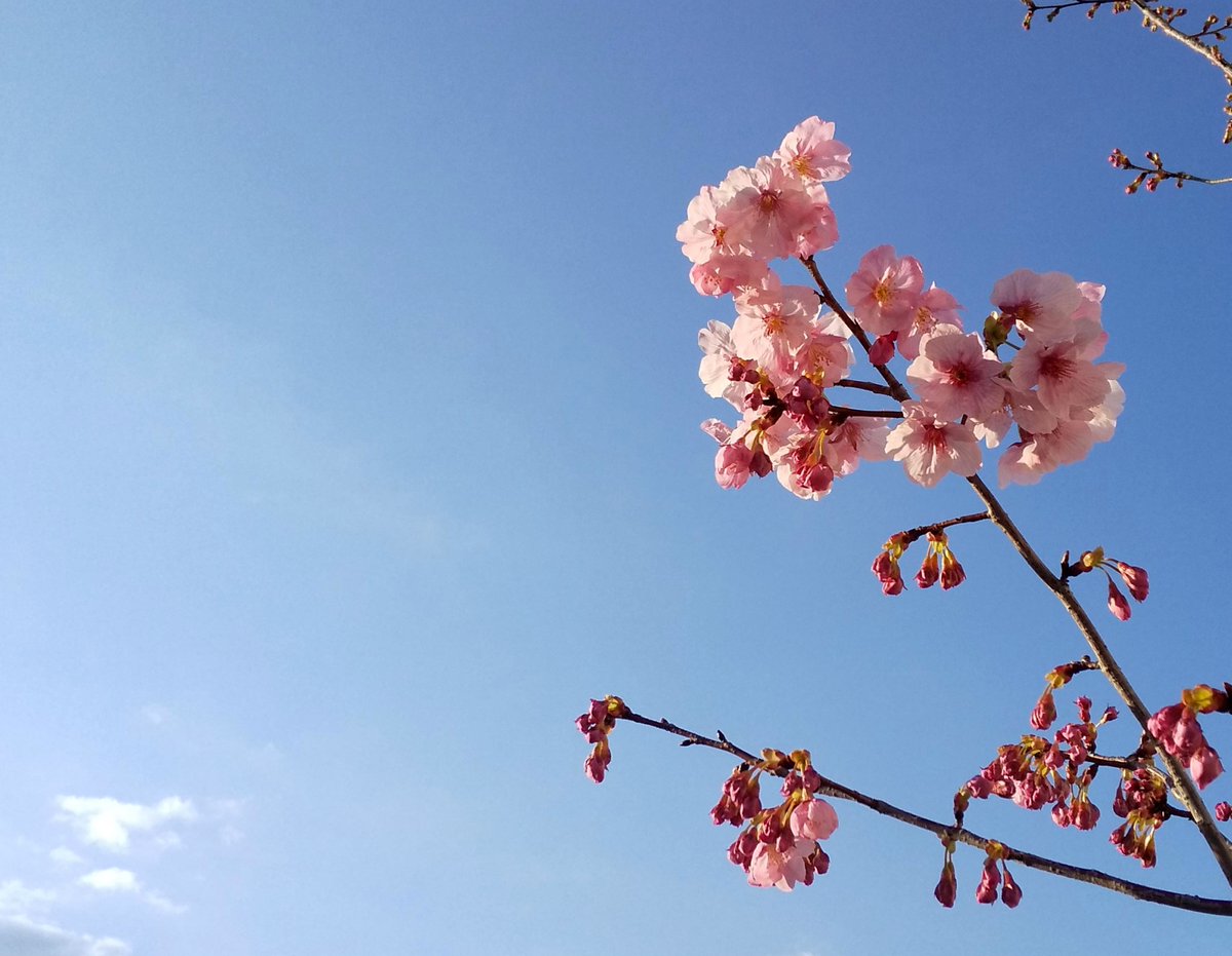 ひとみ 梅小路京都西駅な桜 京都 京都市 梅小路京都西駅 梅小路京都西 嵯峨野線 梅小路公園 桜 花 駅 ひとみ 梅小路京都西駅な桜 京都 京都市 梅小路京都西駅 梅小路京都西 嵯峨野線 梅小路公園 桜 花 駅