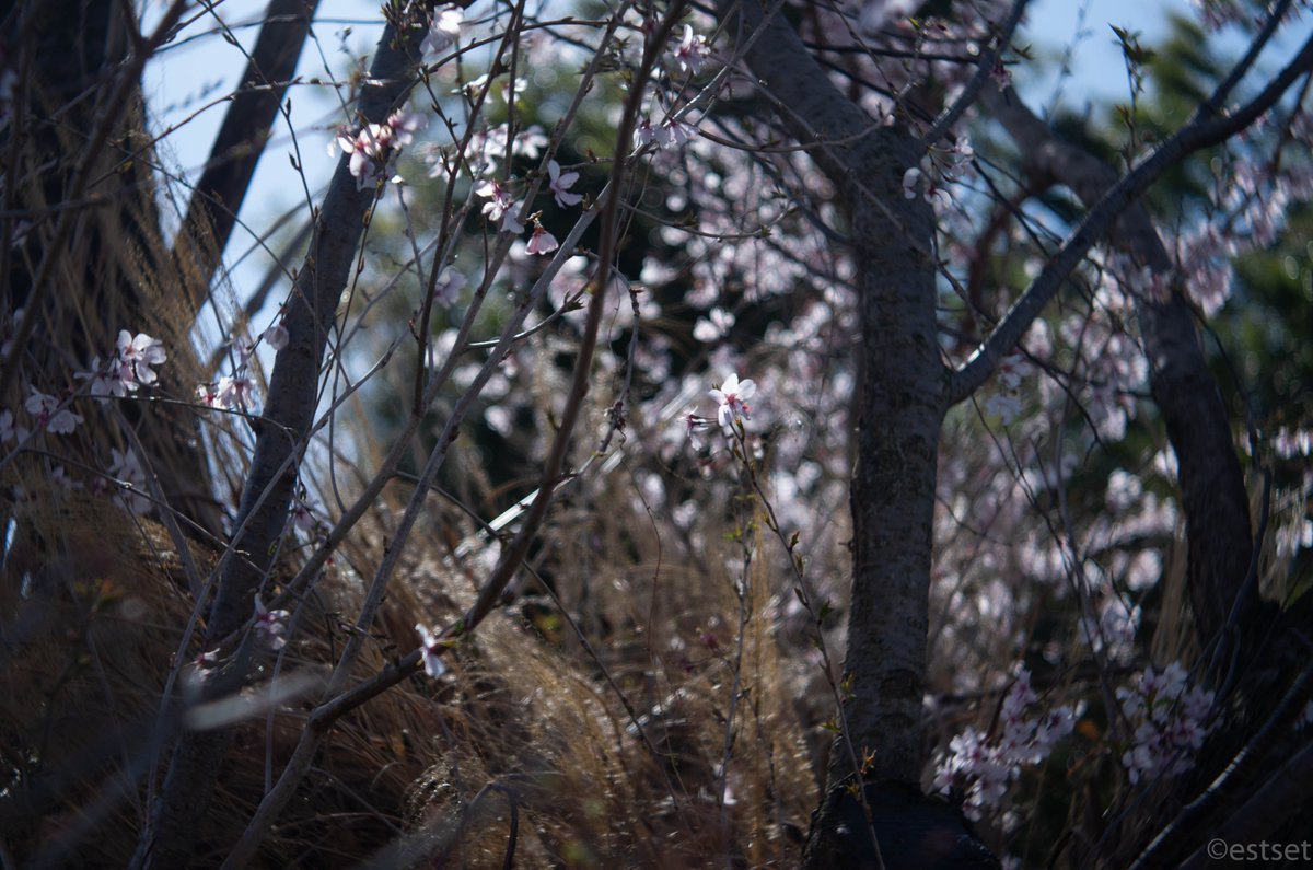 Sako_Tokyo's tweet photo. ISCO – GÖTTINGEN
EDIXA-ISCOTAR 50mm/f2.8
#オールドレンズ

なんだ、このレンズ！🤣
ぐるぐるボケはまぁあるとして、リングボケ、ソフトフォーカスと、気まぐれで変幻自在なんですけど💦
ミラーレンズのようなリングがなぜ出るんだ…

あと残念ながら無限遠あってない。
分解調整は…めんどいなぁ😅 https://t.co/sVITEmJk6F