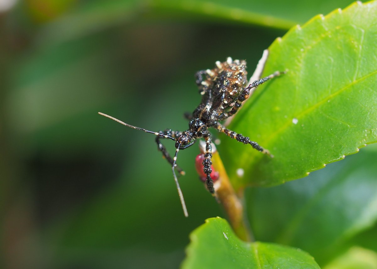 Assassin bug (Sphedanolestes impressicollis, シマサシガメ[?]) at Kozo Temple (行蔵寺)  in Takano, Ritto City