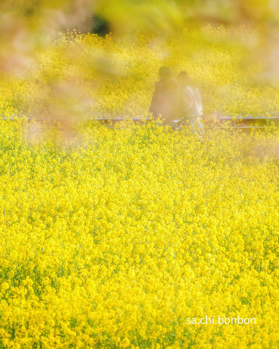 石神菜の花畑 石神菜の花畑