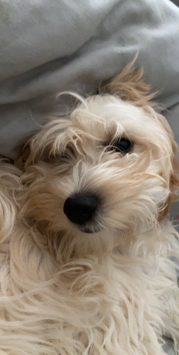 Sineadburke10's tweet photo. Morning all! Ruby #cocapoo is loving everyone being home! Happy Saturday I might head into the sittingroom soon for a change π€ͺ https://t.co/KK4zZgYjXW