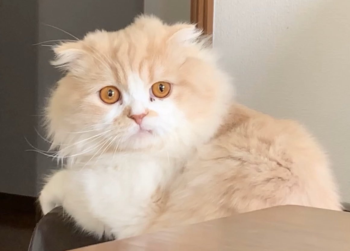 horumi5's tweet photo. けさのみんちゃんです

#スコティッシュフォールド #猫好きさんと繋がりたい #猫好き #にゃんこ #ほるみ
#みんちゃん #ほるみんさい https://t.co/aB7cFJfpmj