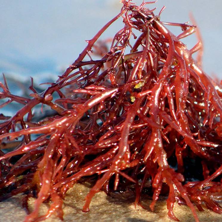 cosing_rev's tweet image. (17) Lithothamnium Calcareum Extract เท่าที่ลองค้นคว้าดู นางเป็นสารสกัดจากสาหร่ายสีแดง ช่วยให้ผิวชุ่มชื้นยาวนานต่อเนื่องเหมือนกันจ้า
สรุปคอนเซปต์สารบำรุงของ #Defenza Cream นางจะเน้นเรื่องความชุ่มชื้น แก้ปัญหาผิวแพ้ง่าย ลดการอักเสบระคายเคือง เพื่อน ๆ คนไหนผิวมีปัญหาต้องมาตำเด้อ