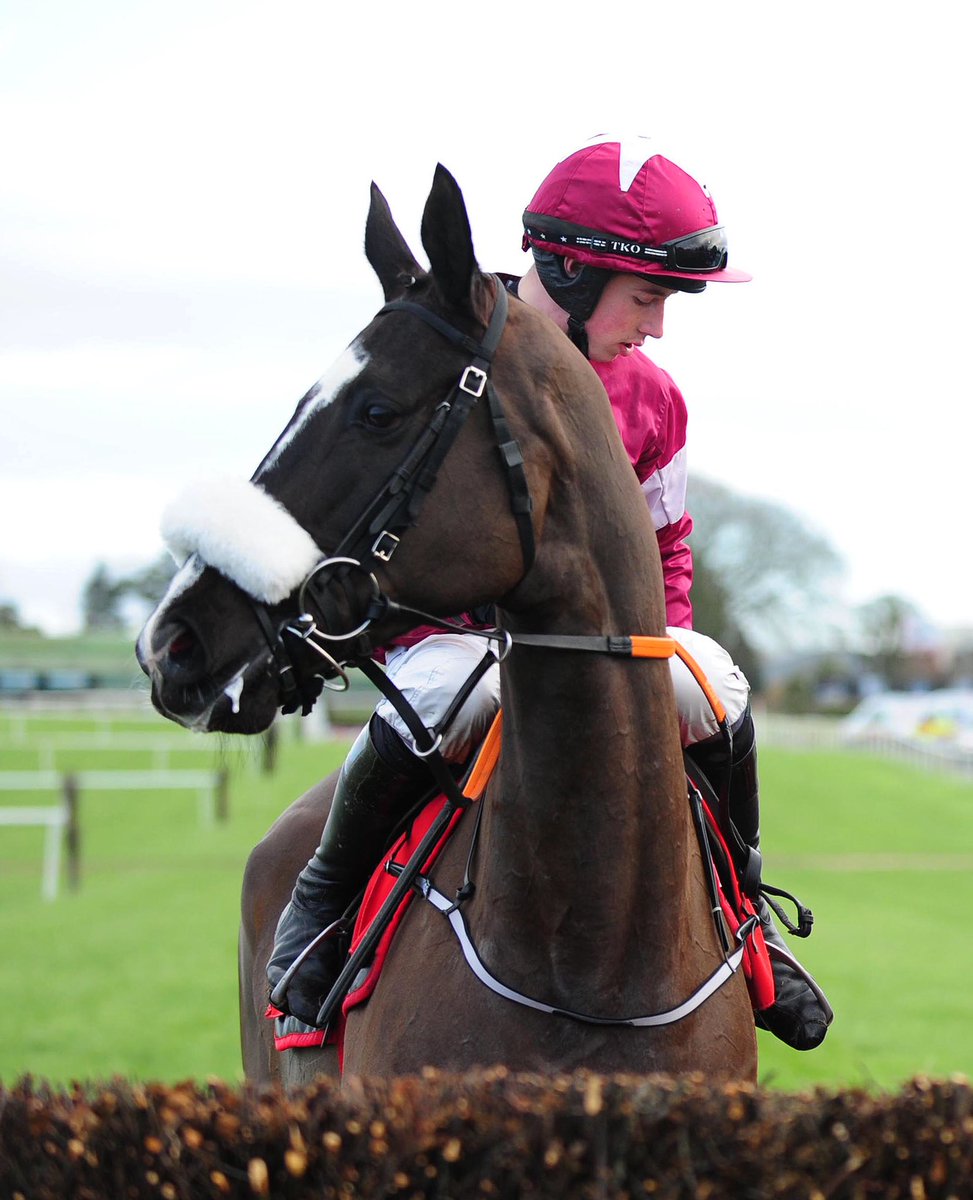 AtTheRaces's tweet photo. Stunner! Don Cossack - 13 years-old today 🎈 https://t.co/D7LhrVjsyt