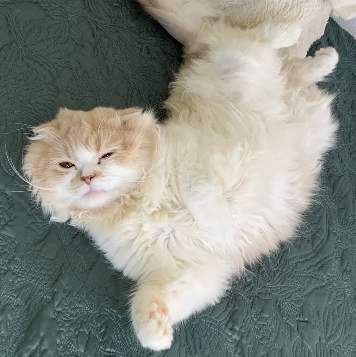 horumi5's tweet photo. ねおきしりーず

#スコティッシュフォールド #猫好きさんと繋がりたい #猫好き #にゃんこ #ほるみ
#みんちゃん #ほるみんさい https://t.co/OPyI5bWDvf