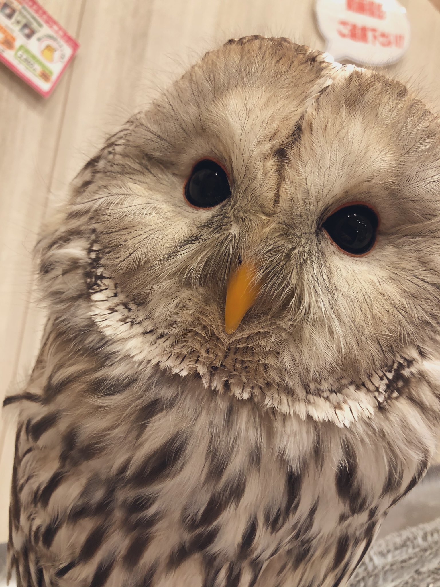 JUTTAVOTTELERヌッタフォテラーMONDフクロウ梟リトグラフ JUTTAVOTTELERヌッタフォテラーKLEINMONDフクロウ梟リトグラフ