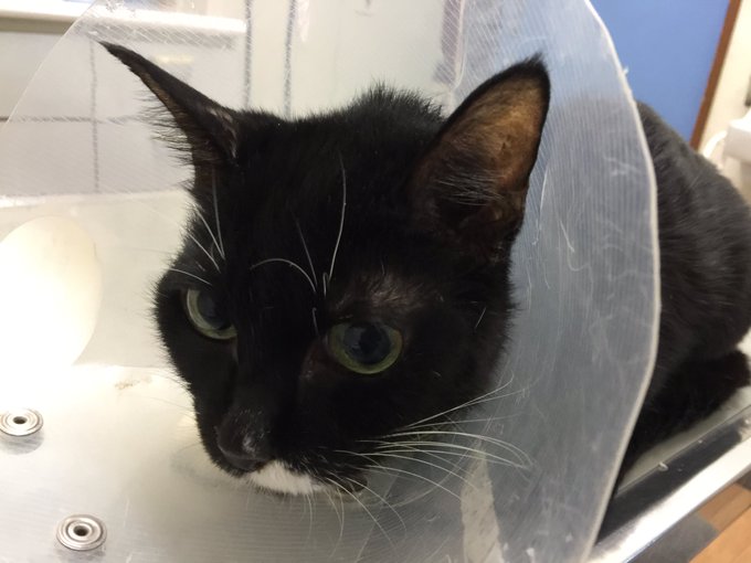 まゆたんと帰宅、とりあえず直ぐに死んじゃうとかはないそうです。まゆたんがんばったね! 