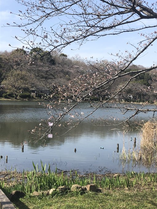 先程、近くの公園に行ったら桜🌸が咲いてたので撮ってきたよ。 