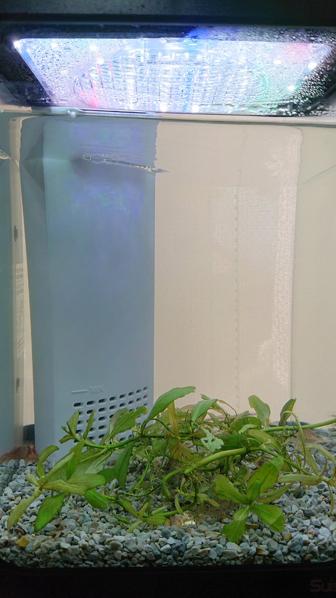 カフェ モカ Na Tviteru また濁りがぶり返してきたなー 生体もベタ1匹とプレコ2匹だけなんやけどなー 狭い上に生物濾過しかしてないエビ水槽はこんなに透明やのに 原因わからんすぎてお手上げ ベタ ハーフムーン ブッシープレコ タイガープレコ カフェ モカ Na Tviteru また濁りがぶり返してきたなー 生体もベタ1匹とプレコ2匹だけなんやけどなー 狭い上に生物濾過しかしてないエビ水槽はこんなに透明やのに 原因わからんすぎてお手上げ ベタ ハーフムーン ブッシープレコ タイガープレコ