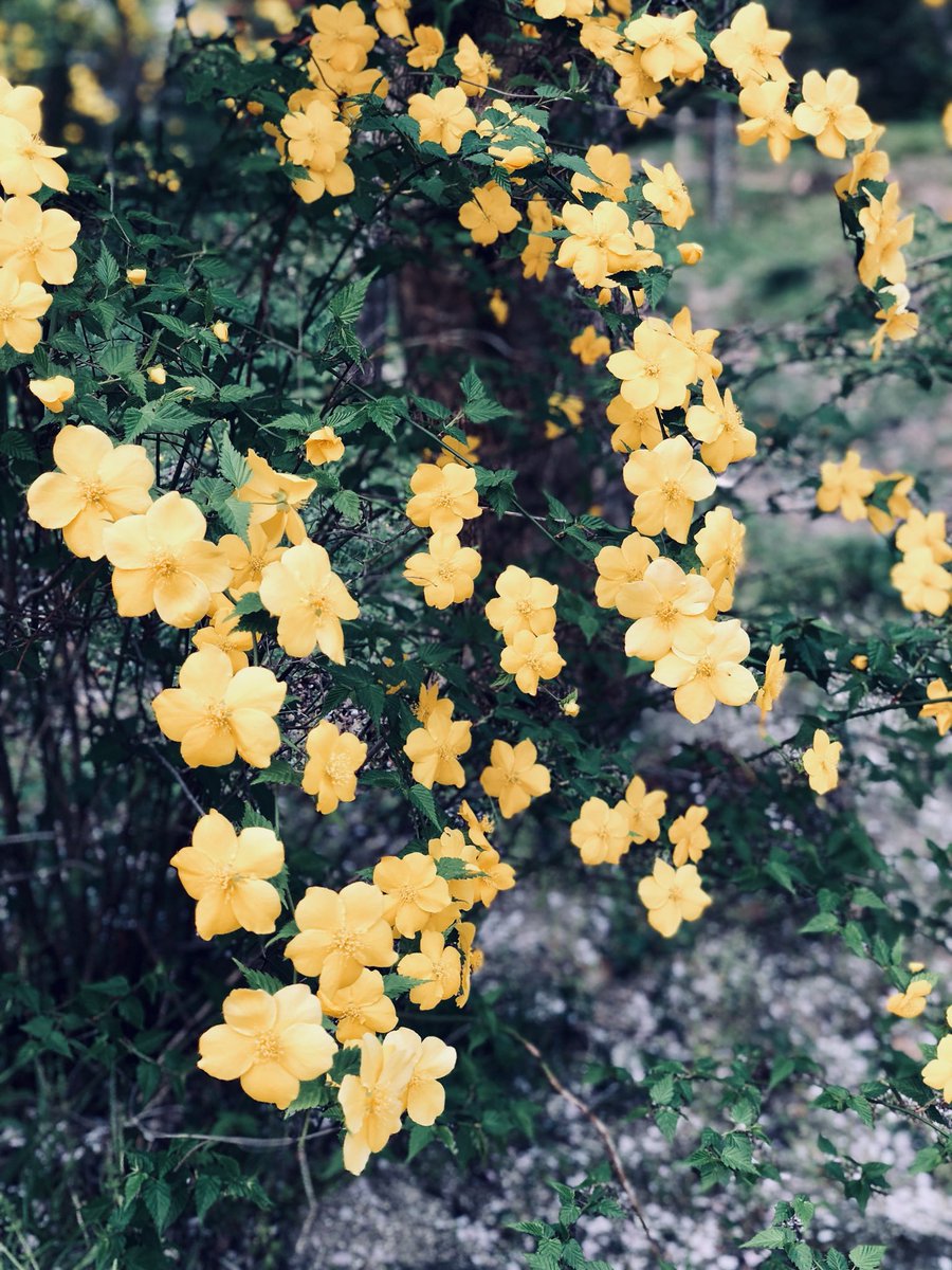 Twitter पर ꪔ うめまゆꪔ 春の初めに咲く花の約50 は黄色い花 花粉媒介のため 黄色は蝶々を 白は蛾を惹き付ける だから夜に開く花は白色が多いとか 蛾に媒介を頼っていたので かつてニュージーランドには白い花しかなかったとも