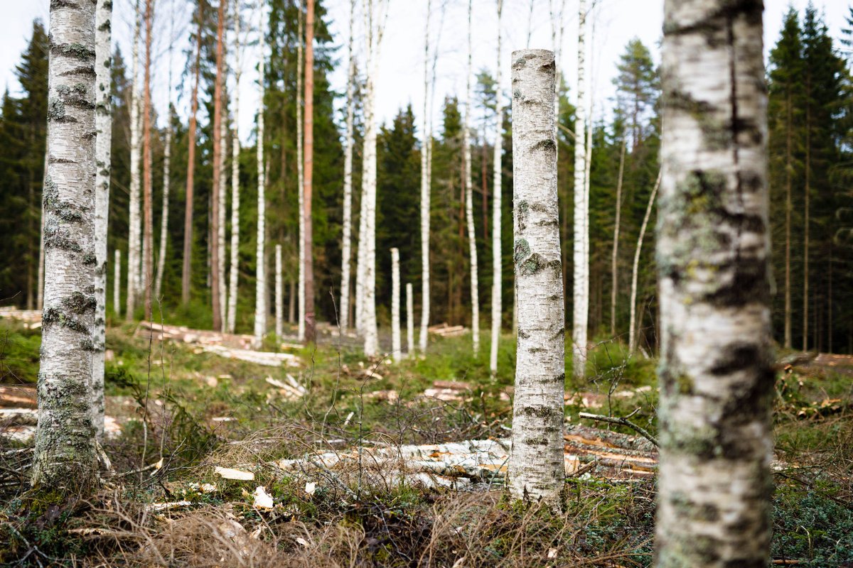 MetsaGroup's tweet photo. 🌲Happy International Day of Forest!🌲
The theme of this year is #biodiversity. Metsä Group together with forest owners take care of biodiversity by leaving hundreds of #artificialhighstumps to forests every day. #moredecayedwood #IntlForestDay #decayedwood #forest https://t.co/MidIM43Mgs