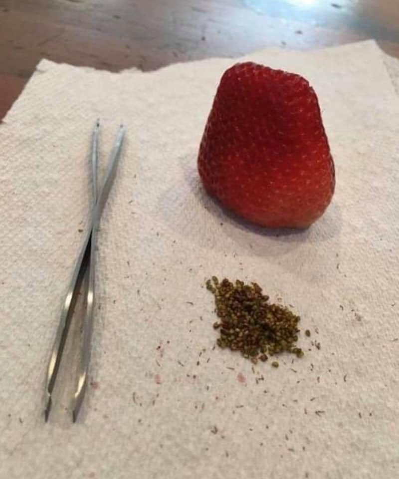 Mentalite_allo's tweet photo. #confinementjour6 je viens de finir de bonne heure l épilation de cette fraise 😴demain je me fais un Kiwi #seancedepilation https://t.co/EFvbTHAq6v