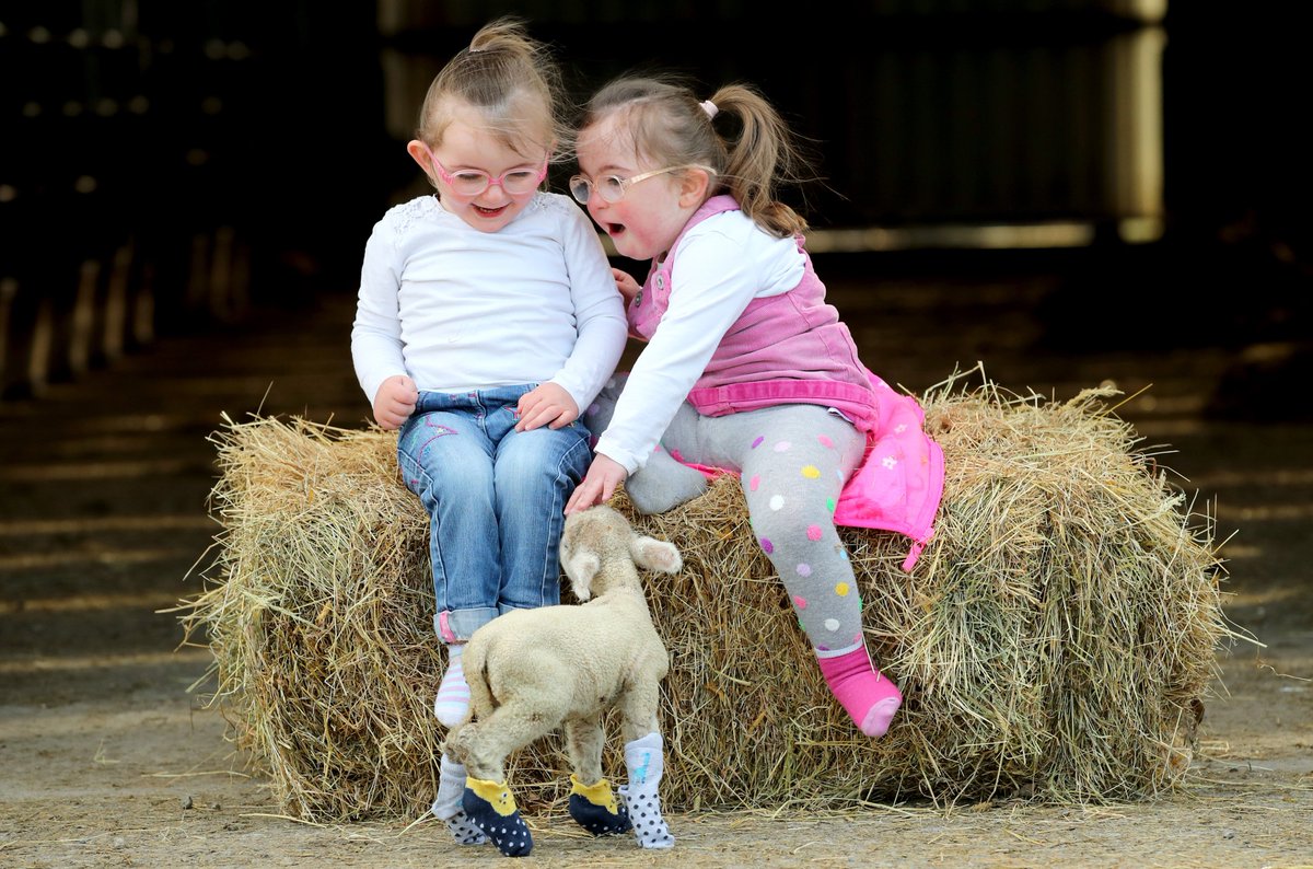 Today is World Down Syndrome Day, Took a few pictures yesterday of my daughters to help promote 
@DownSynOffaly , we had a big fundraising day planned for today but priorities have changed, lamb, kids, socks what could go wrong #rockyoursocks #ODS #LotsOfSocks4DSI #WDSD2020