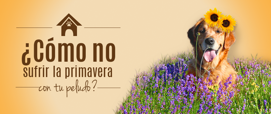 Tips para un mejor cuidado de tu perro esta primavera. clubcaninobinomios.com/tips-para-un-m…