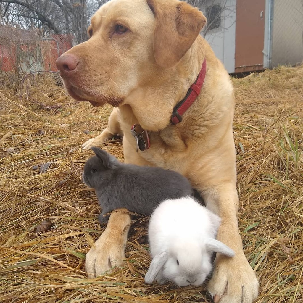 So patient and gentle 
#dogsoftwitter #Dog #doglovers