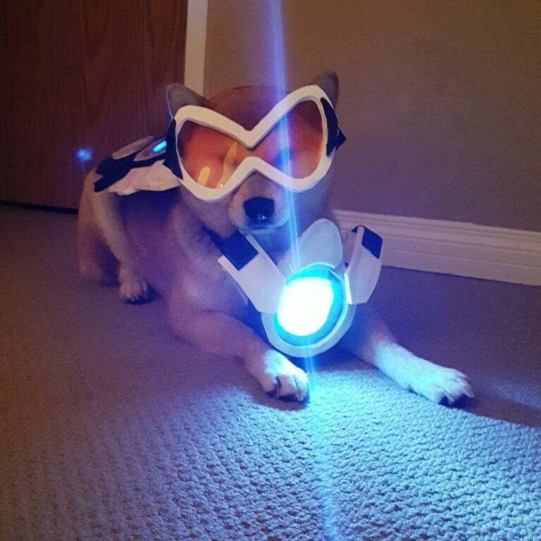 Sorry but doggo is already Tracer 
#dogsoftwitter #Dog #doglovers