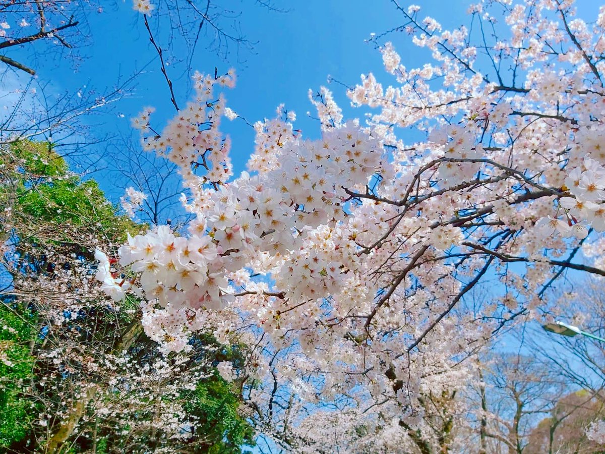 ILOVEJAPANTH's tweet photo. วันนี้ที่โตเกียวซากุระบานสะพรั่งแล้วววววววววววววค่า😆🌸❤���🇵
อากาศก็ดีมาก เย็นสบาย
.
(หลังจากที่เครียดมาหลายวัน ขอเปลี่ยนบรรยากาศนิดนึง วันนี้ พรุ่งนี้ขอพักแป๊บก่อนกลับไปเผชิญความจริงที่ไทย)
.
รูปนี้ถ่ายเมื่อเที่ยงที่สวนอุเอะโนะ https://t.co/6uYT9VkYy5