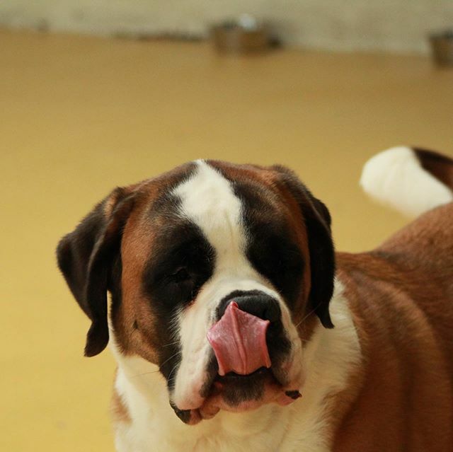 thebarkeley's tweet image. We are all really missing our restaurant food. Don’t deny it, WE KNOW.
.
📸: @tamara.dvg
🐶: Hugo
.
.
.
#coronavirus #food #wemissfood #we❤️food #foodiesofinstagram #covid_19 #quarantine #stayinshelter #WASHYOURHANDS #JUSTDOIT #20SECONDS #saintbernards… ift.tt/2Ujar3K