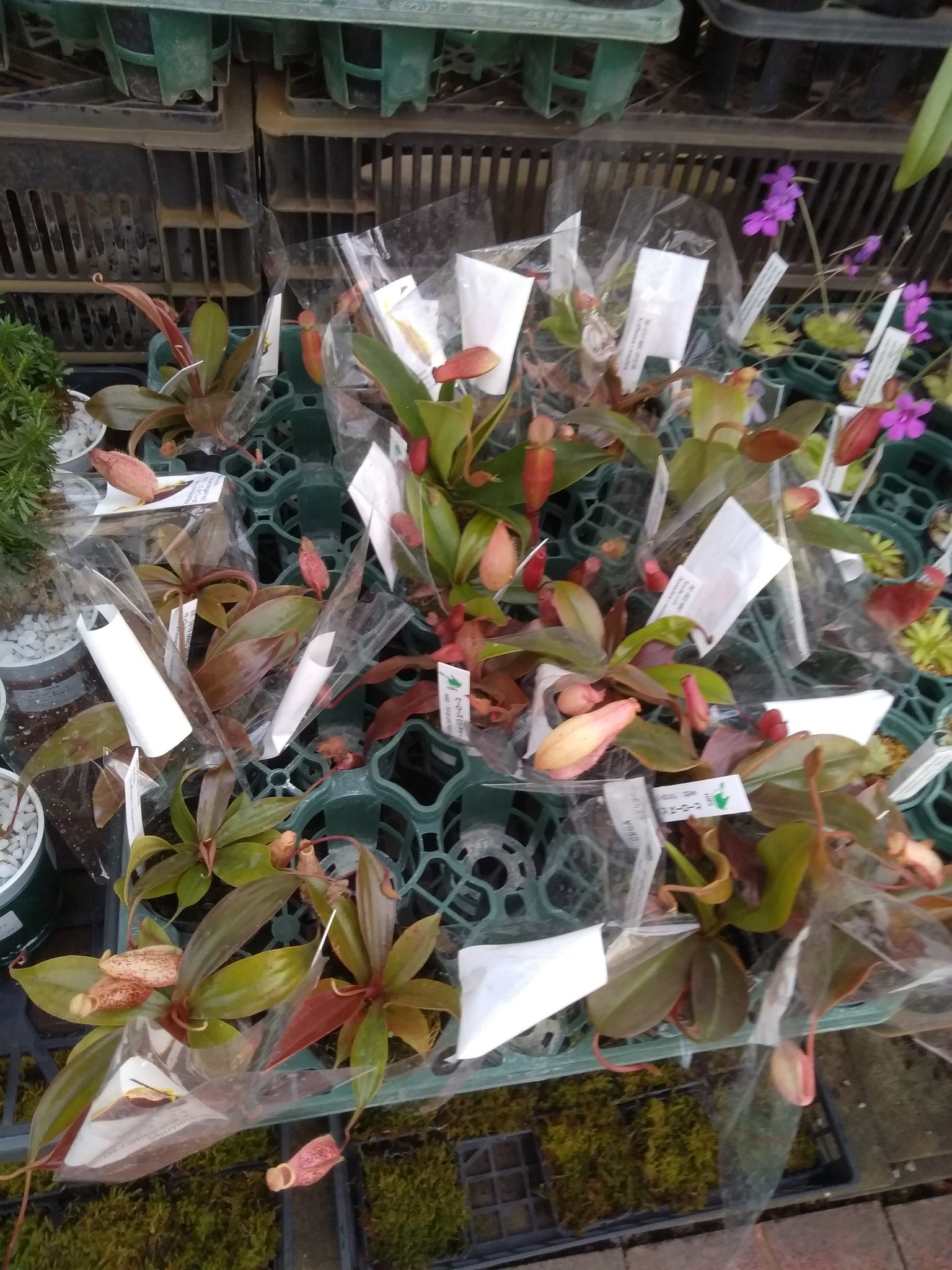 海坊主 三好の三貴フラワーセンターさんにヒーローズさんの食虫植物大量入荷してた 海坊主 三好の三貴フラワーセンターさんにヒーローズさんの食虫植物大量入荷してた