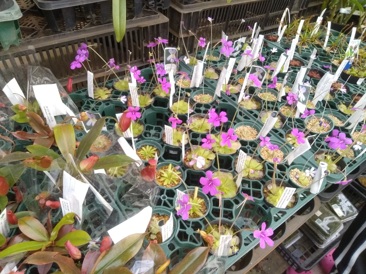 海坊主 三好の三貴フラワーセンターさんにヒーローズさんの食虫植物大量入荷してた 海坊主 三好の三貴フラワーセンターさんにヒーローズさんの食虫植物大量入荷してた