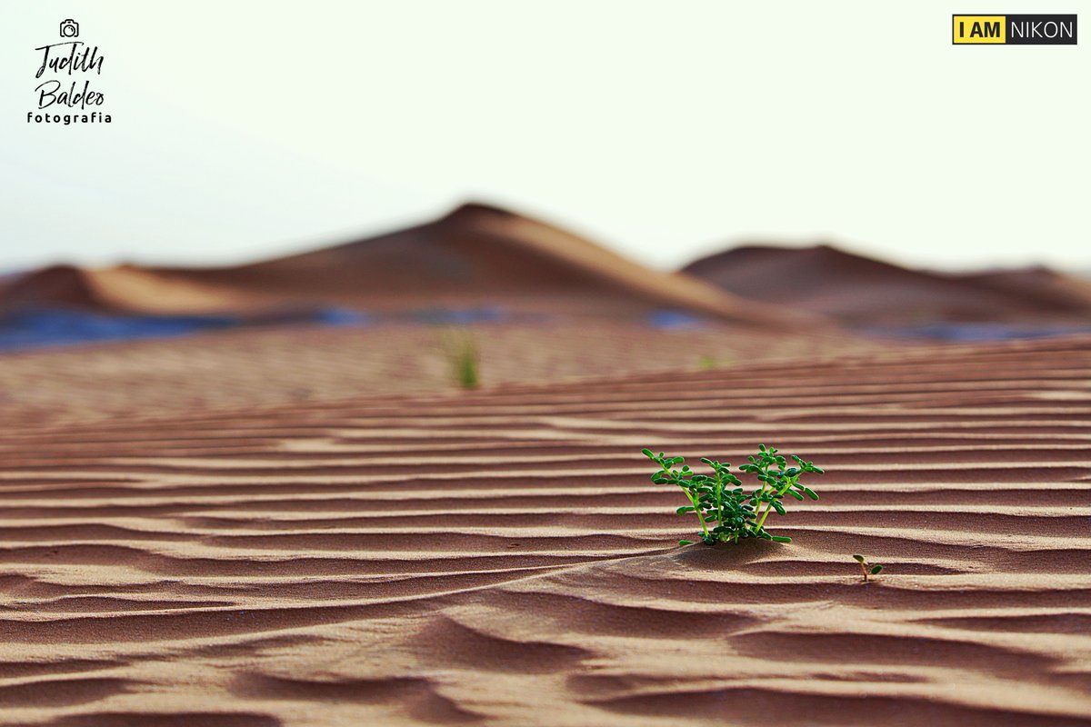“It is the desert that tests a seed's strength.” ― Matshona Dhliwayo
#desertscape #desert #landscapephotography #earthpix #nature #naturephotography #naturelovers #desertphotography #desertlife #creativeir #exclusive #roadtrip #world #landscape #sand #sanddunes #travelphotography