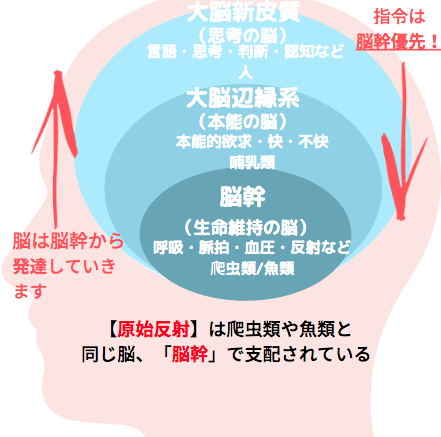 系 大脳 辺 縁 辺縁系脳炎の症状、種類および原因 /